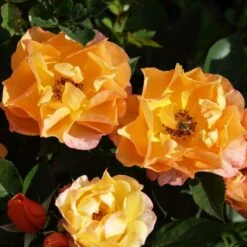 'Palace Fleur' Patio Shrub Rose -Green Plant Shop 01 086 Fleur PALACE mit Biene
