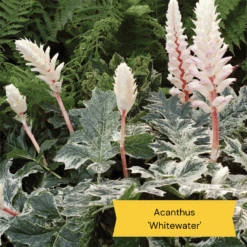 Best Ground Cover Plants | A Carpet Of Flowers -Green Plant Shop 10 837755c8 afe5 4c31 bbd4 99fa79b99573