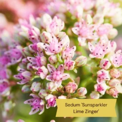 Best Ground Cover Plants | A Carpet Of Flowers -Green Plant Shop 11 9c709cd7 e431 4793 a85a 286244c8f554