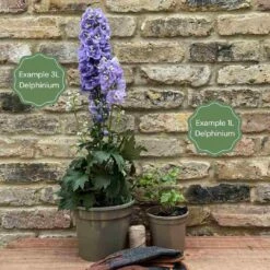 Delphinium 'Highlander Crystal Delight' 7 Delphinium 'Highlander Crystal Delight' -Green Plant Shop 11 ff96fded 2387 4880 aa1f c63498a5480b