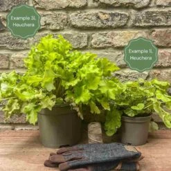 Heuchera 'Wildberry' -Green Plant Shop 12 034a6561 6d88 419f a162 ae79148e32bc