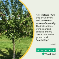 Victoria Plum Tree 13 Victoria Plum Tree -Green Plant Shop 150Artboard1