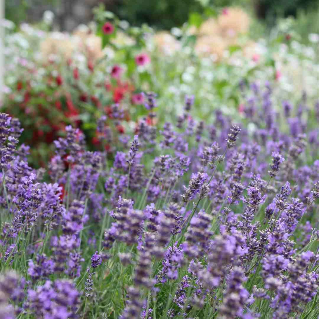 Lavender 'Hidcote Improved' 4 Lavender 'Hidcote Improved' - Image 2