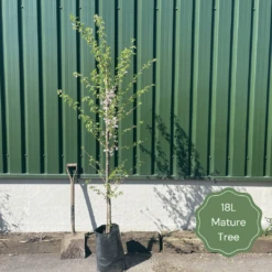 Mountain Ash Rowan Tree | Sorbus Aucuparia 18 Mountain Ash Rowan Tree | Sorbus Aucuparia -Green Plant Shop 18LMatureTree 1 c14574df b38a 4922 a120 c5c90f610e00