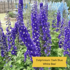 Top Tall Perennials | Plants For Height And Structure -Green Plant Shop 1 1f2c63ee 664d 43ad b58a 412f92c2ecda