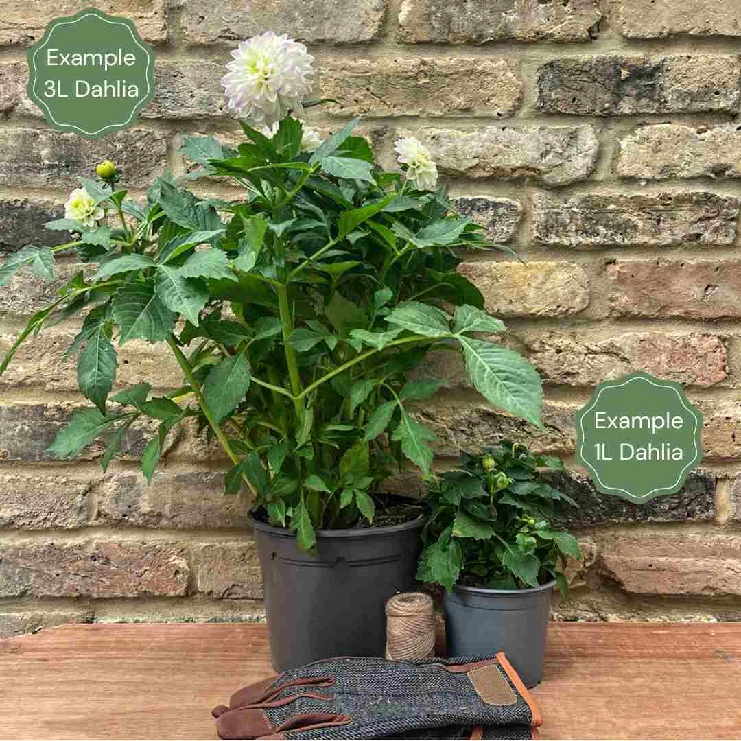 Dahlia 'Dutch Explosion' 4 Dahlia 'Dutch Explosion' - Image 2