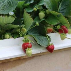 Cambridge Favourite Strawberry Plants 8 Cambridge Favourite Strawberry Plants -Green Plant Shop 24