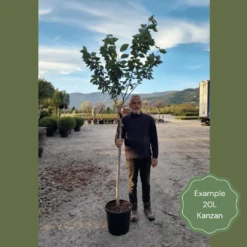 Japanese Cherry Blossom Tree | Prunus Serrulata 'Kanzan' -Green Plant Shop 2 1 6b1fb918 9b42 4305 a998 86778440f682