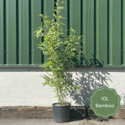 Black Bamboo | Phyllostachys Nigra -Green Plant Shop 2 5a5eeae2 145f 4945 a4e5 5bed521b1531
