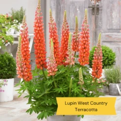 West Country Lupin Collection -Green Plant Shop 2 c7459a82 e545 4484 b041 2d58fa4b796f