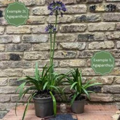 Agapanthus 'Lapis Lazuli' 7 Agapanthus 'Lapis Lazuli' -Green Plant Shop 2 f0db8f1a aa23 4143 8c6d 8bd3c695e83b