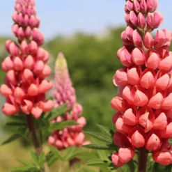 Lupin West Country Tequila Flame -Green Plant Shop 31