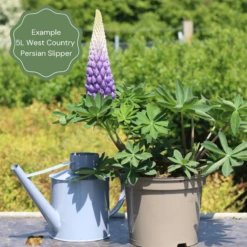 Lupin West Country Persian Slipper -Green Plant Shop 32