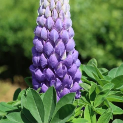 Lupin West Country Persian Slipper -Green Plant Shop 33