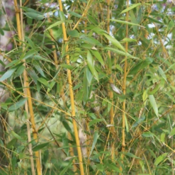 Golden Bamboo | Phyllostachys Aurea -Green Plant Shop 3 84d98edd dc4d 45d0 8aab e2ff1368fc70