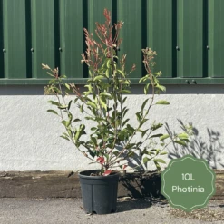 Photinia 'Red Robin' -Green Plant Shop 3 b7201c58 b4ae 4adc b36d 73d905e78876
