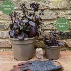 Sedum 'Sunsparkler Lime Zinger' 8 Sedum 'Sunsparkler Lime Zinger' -Green Plant Shop 3 bd97e1b8 c0f0 45e7 9db1 c78957035d07