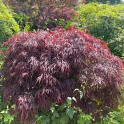 Red Weeping Japanese Maple Tree | Acer Palmatum 'Garnet' -Green Plant Shop 40