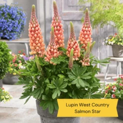 West Country Lupin Collection -Green Plant Shop 4 cda8f4cd ed82 45a5 8fce 044d9f10f429