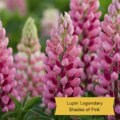 Top Tall Perennials | Plants For Height And Structure -Green Plant Shop 4 ce6d9434 cc3c 4557 b729 602a123e514f