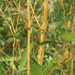 Golden Bamboo | Phyllostachys Aurea -Green Plant Shop 4 e9f7703c 1421 40d1 9bf2 177c9b5799d1