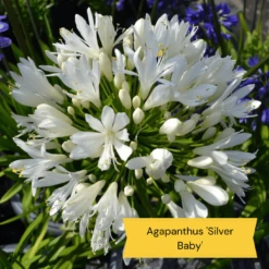 Top Tall Perennials | Plants For Height And Structure -Green Plant Shop 5 485e8806 0f1c 43a6 ba75 0fe8eeab04b9