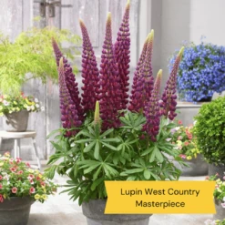 West Country Lupin Collection -Green Plant Shop 5 ff6c93ca 5af3 47c2 acc4 7336daa3b7fb