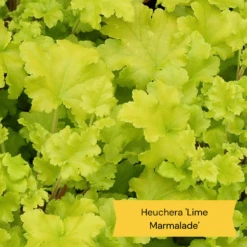 Best Ground Cover Plants | A Carpet Of Flowers -Green Plant Shop 6 86769194 3fb4 4162 be91 0e845dfa7f3e