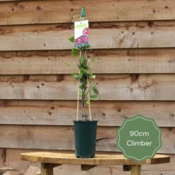 Ceanothus 'Concha' -Green Plant Shop 90cm Climber 80da3f0f 574d 4ecc 9fe8 45be1b36bddb