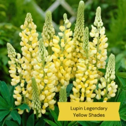 Top Tall Perennials | Plants For Height And Structure -Green Plant Shop 9 27d1ab8e d7f5 47e6 964e 1b936bd94d27