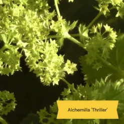 Best Ground Cover Plants | A Carpet Of Flowers -Green Plant Shop 9 8dafed11 8be0 4fd6 9703 440d32544ae9