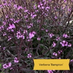 Best Tall Flowers | Perennials For Colour And Height -Green Plant Shop 9 cabc3cc2 0acc 4197 934d 61a2e42cc16d