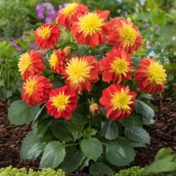 12 Annuals For Pots | The Waterloo Sunset Collection | Petunia, Dahlia & Begonia -Green Plant Shop AB0024 1 1ce64d65 47d7 4560 9627 39a044dee6f1