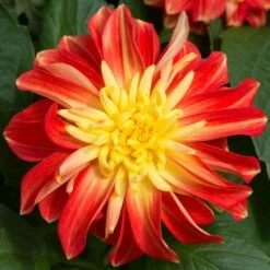 12 Annuals For Pots | The Waterloo Sunset Collection | Petunia, Dahlia & Begonia -Green Plant Shop AB0024 2 a8038d7c d177 4938 afd5 9349fecdd701