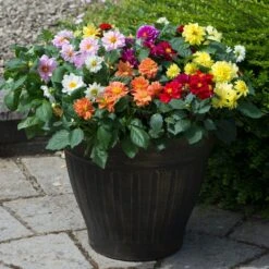 40 Mixed Dahlia 'Figaro' Plug Plants -Green Plant Shop AB0101 1