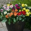 40 Mixed Dahlia 'Figaro' Plug Plants -Green Plant Shop AB0101 2