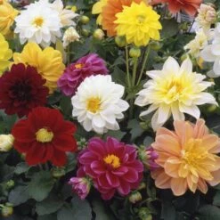 40 Mixed Dahlia 'Figaro' Plug Plants -Green Plant Shop AB0101 3