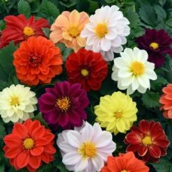 40 Mixed Dahlia 'Figaro' Plug Plants -Green Plant Shop AB0101 4