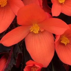 12 Annuals For Pots | The Waterloo Sunset Collection | Petunia, Dahlia & Begonia -Green Plant Shop AB0109 6 81c7ee0f 866b 4002 a2a7 e017471f5e7f