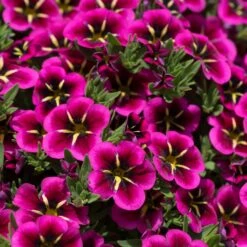 12 Annuals For Hanging Baskets | The Dark Side Of The Moon Collection | Calibrachoa, Petunia & Dahlia 13 12 Annuals For Hanging Baskets | The Dark Side Of The Moon Collection | Calibrachoa, Petunia & Dahlia -Green Plant Shop AB0111 2 54af6409 6655 47aa aaac 99becddd428e