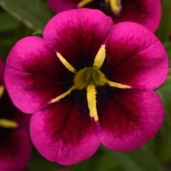 12 Annuals For Hanging Baskets | The Dark Side Of The Moon Collection | Calibrachoa, Petunia & Dahlia 12 12 Annuals For Hanging Baskets | The Dark Side Of The Moon Collection | Calibrachoa, Petunia & Dahlia -Green Plant Shop AB0111 5 e03dc071 f4fe 45b7 8763 f797d6ef1afb