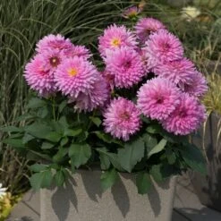 Dahlia Dalina Maxi 'Salinas' Jumbo Plug Plants -Green Plant Shop AB0114 2