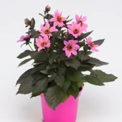 Dahlia 'Happy Days Pink' Jumbo Plug Plants -Green Plant Shop AB0116 1