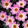 Dahlia 'Happy Days Pink' Jumbo Plug Plants -Green Plant Shop AB0116 2