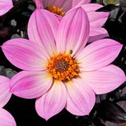 Dahlia 'Happy Days Pink' Jumbo Plug Plants -Green Plant Shop AB0116 3