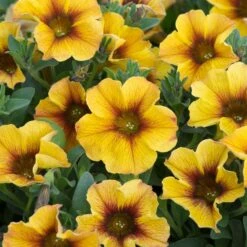 12 Annuals For Pots | The Waterloo Sunset Collection | Petunia, Dahlia & Begonia -Green Plant Shop AB0135 5 d4a221e9 6679 4af5 bd27 c420f200752b