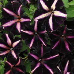 12 Annuals For Hanging Baskets | The Dark Side Of The Moon Collection | Calibrachoa, Petunia & Dahlia 15 12 Annuals For Hanging Baskets | The Dark Side Of The Moon Collection | Calibrachoa, Petunia & Dahlia -Green Plant Shop AB0137 3 816644ca fc56 4e51 b779 8d52539b8e7c