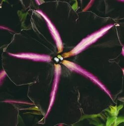 12 Annuals For Hanging Baskets | The Dark Side Of The Moon Collection | Calibrachoa, Petunia & Dahlia 14 12 Annuals For Hanging Baskets | The Dark Side Of The Moon Collection | Calibrachoa, Petunia & Dahlia -Green Plant Shop AB0137 4 cc5c2062 f44f 4f8e 985c 94b970dbd480