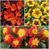 12 Annuals For Pots | The Waterloo Sunset Collection | Petunia, Dahlia & Begonia -Green Plant Shop ABCOL10 1