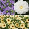 12 Annuals For Pots | The Summer Serenity Collection | Petunia, Bacopa & Dahlia 1 12 Annuals For Pots | The Summer Serenity Collection | Petunia, Bacopa & Dahlia -Green Plant Shop ABCOL16 1